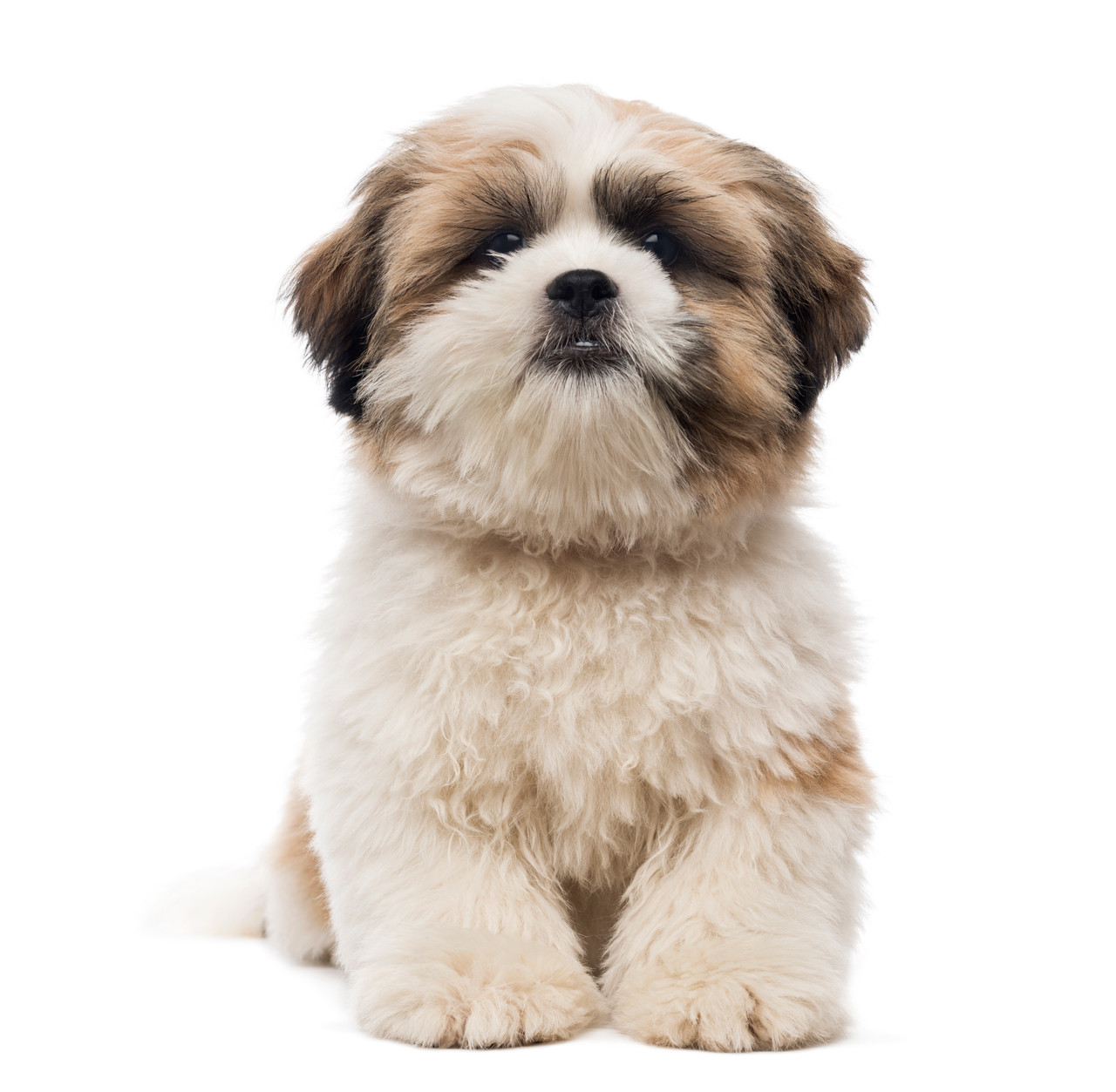 shih-tzu-puppy-istock-474480451